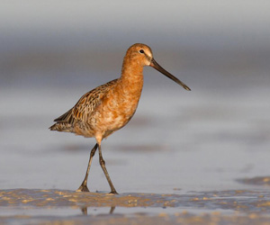 Цууцил (Азийн цууцил)